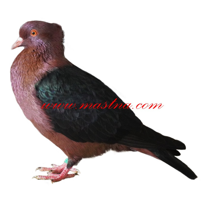 Samolepka holub hýl