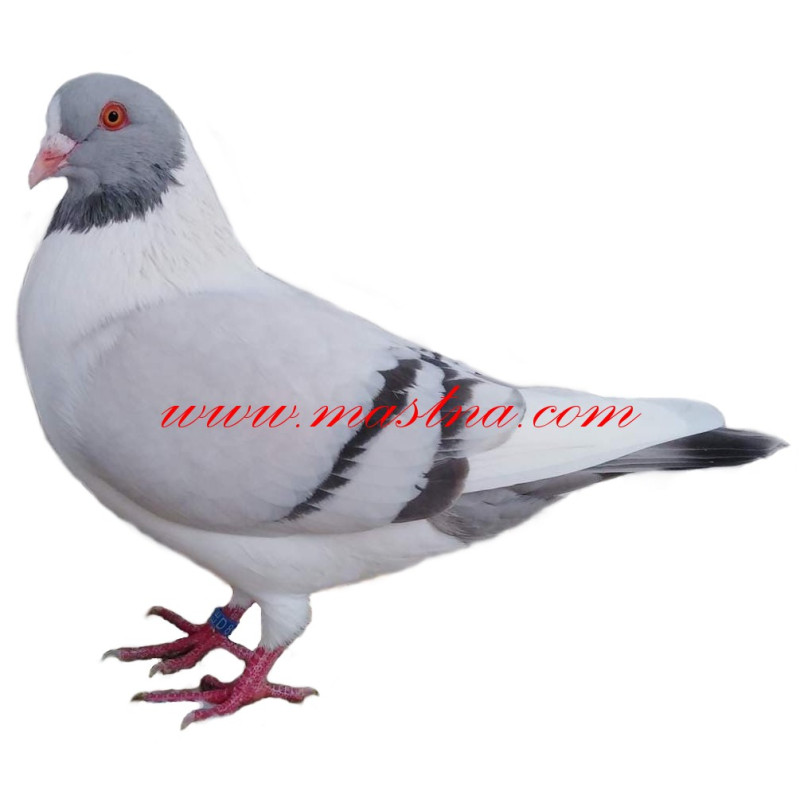 Samolepka holub prácheňský káník