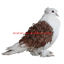 Samolepka holub kudrnáč