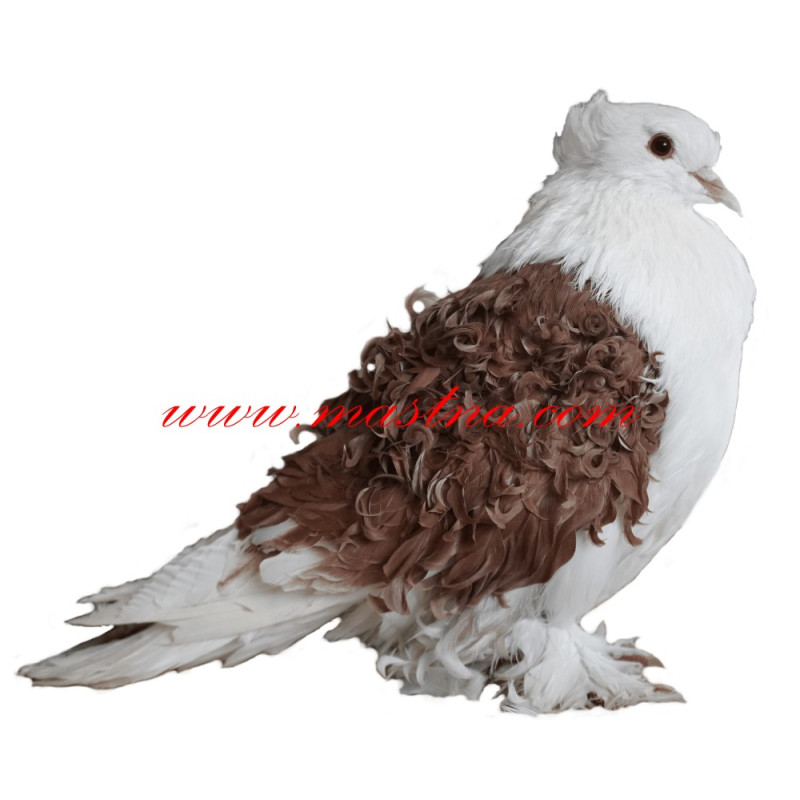 Samolepka holub kudrnáč