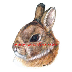 Samolepka králík zakrslý divoký