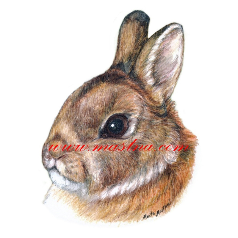 Samolepka králík zakrslý divoký