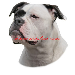 Samolepka americký buldok