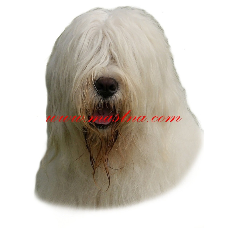 Samolepka jihoruský ovčák, pastevecký pes