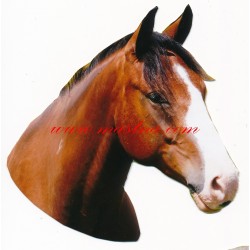 Samolepka paint horse, kůň, koně - archiv
