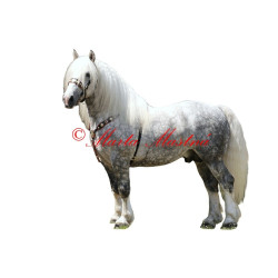 Samolepka kůň chladnokrevník, českomoravský belgik Agy