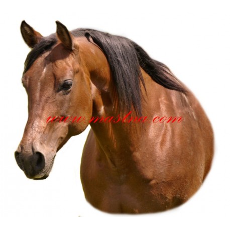 Samolepka quarter horse Jeff, kůň, koně