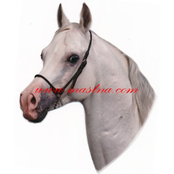 Samolepka arabský plnokrevník, kůň, koně