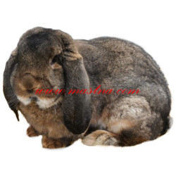 Samolepka králík francouzský beran