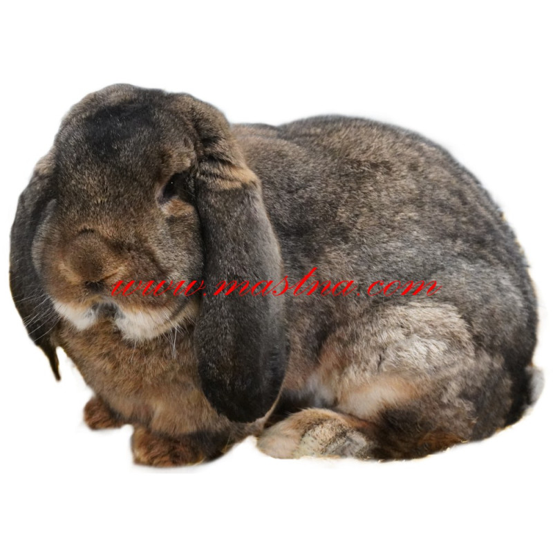 Samolepka králík francouzský beran