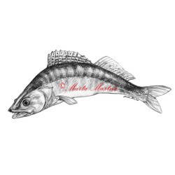 Samolepka candát, ryby