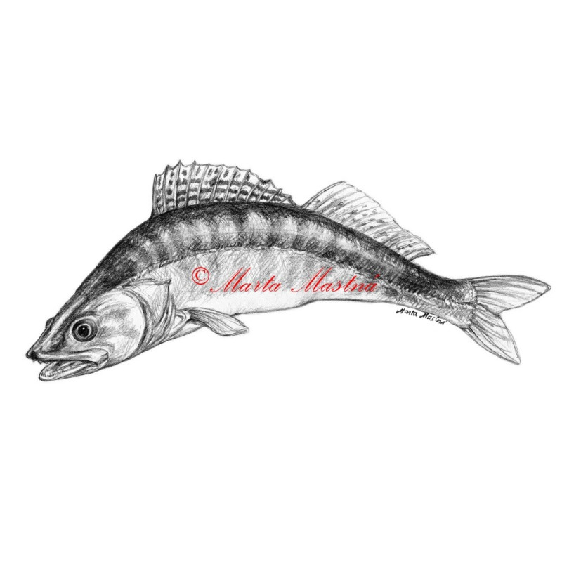 Samolepka candát, ryby