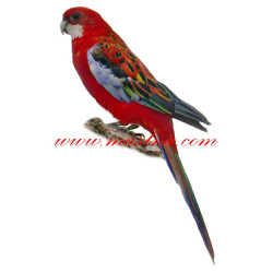 Samolepka rosela pestrá, papoušek