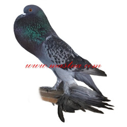 Samolepka holub saský voláč