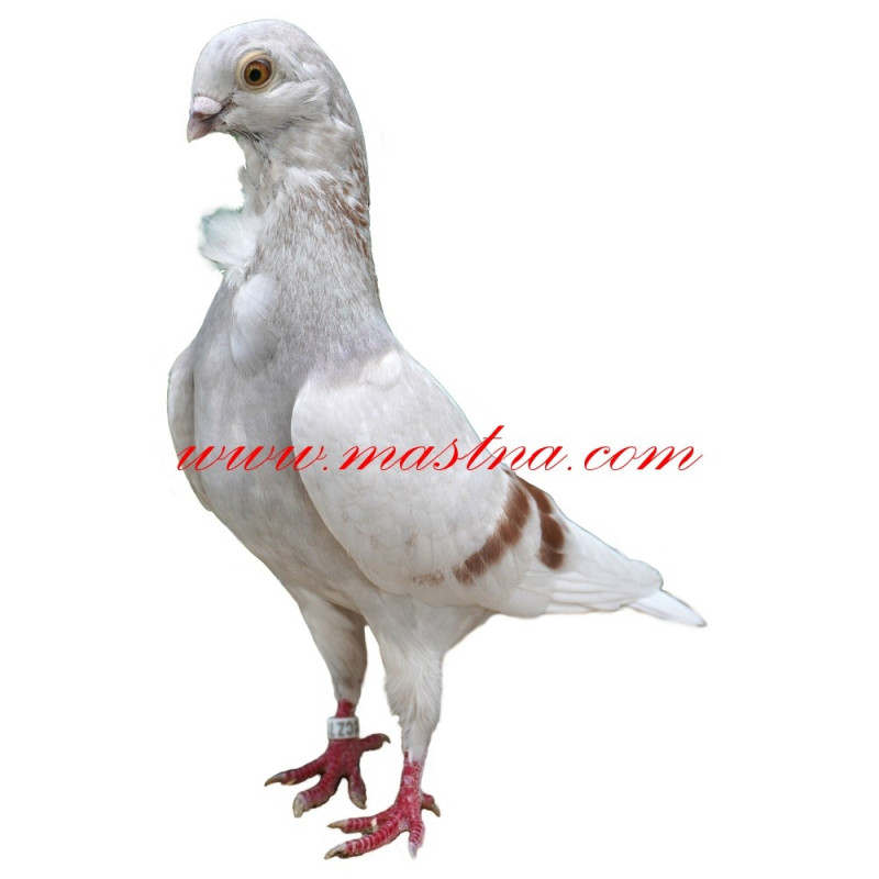 Samolepka holub racek figurita