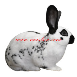 Samolepka králík anglický strakáč