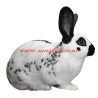 Samolepka králík anglický strakáč