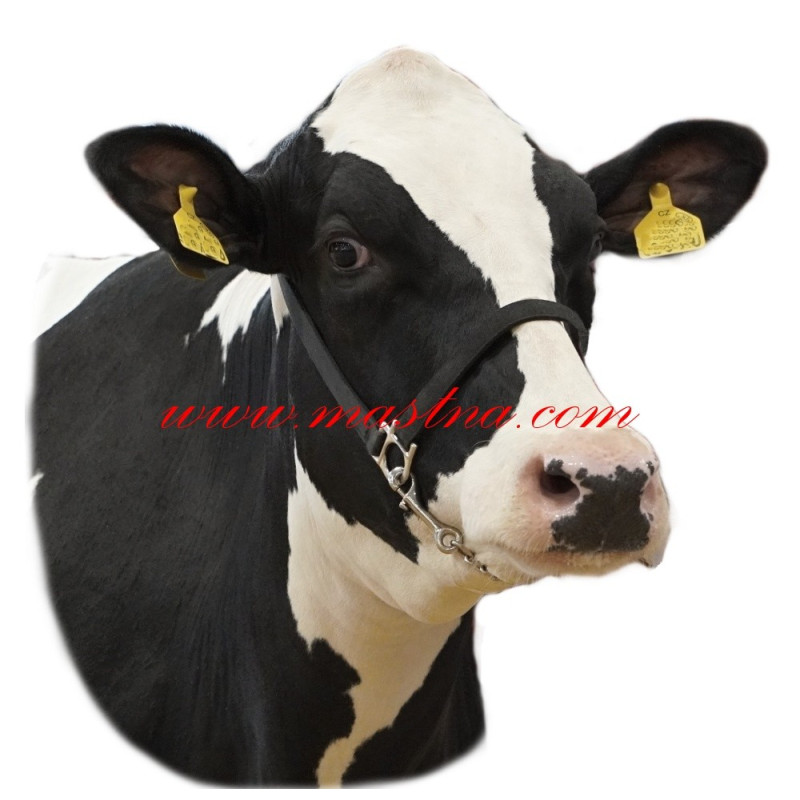 Samolepka skot, kráva holštýn