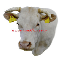 Samolepka skot masný, kráva charolais