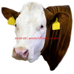 Samolepka skot červenostrakatý, kráva česká strakatá