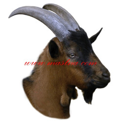 Samolepka koza krátkosrstá hnědá