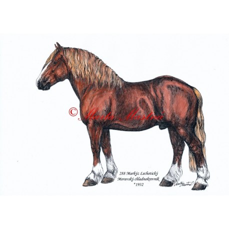 Obraz chladnokrevník Markýz, kůň, koně, perokresba - tisk