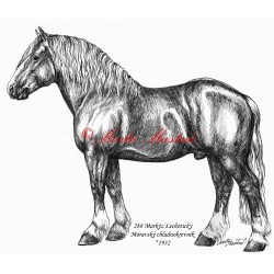 Samolepka chladnokrevník Markýz, kůň, koně
