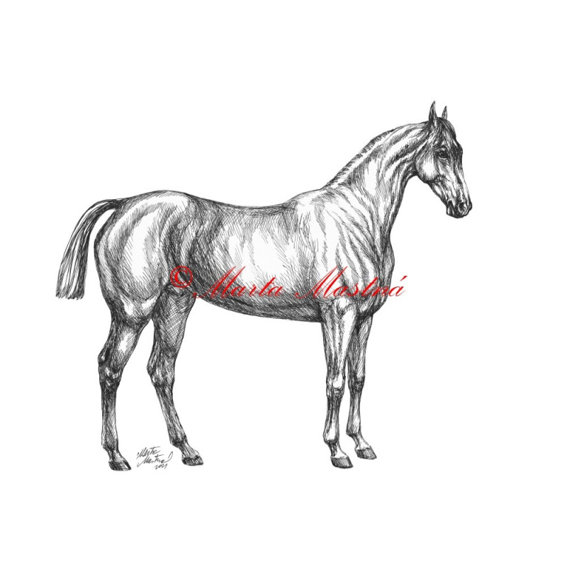 Samolepka vítěz VP Brigand, kůň, koně