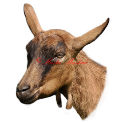 Samolepka koza krátkosrstá hnědá