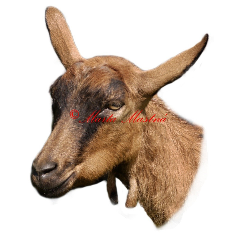 Samolepka koza krátkosrstá hnědá