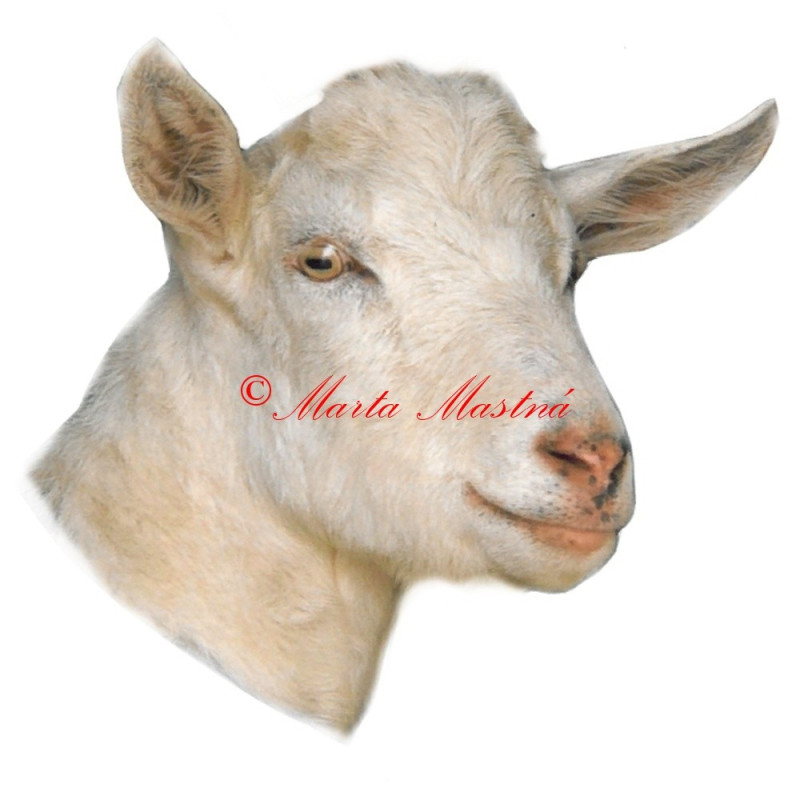 Samolepka koza krátkosrstá bílá