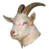 Samolepka koza krátkosrstá bílá