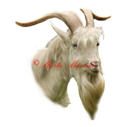 Samolepka kozel krátkosrstý bílý