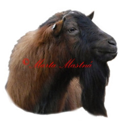 Samolepka kozel krátkosrstý hnědý