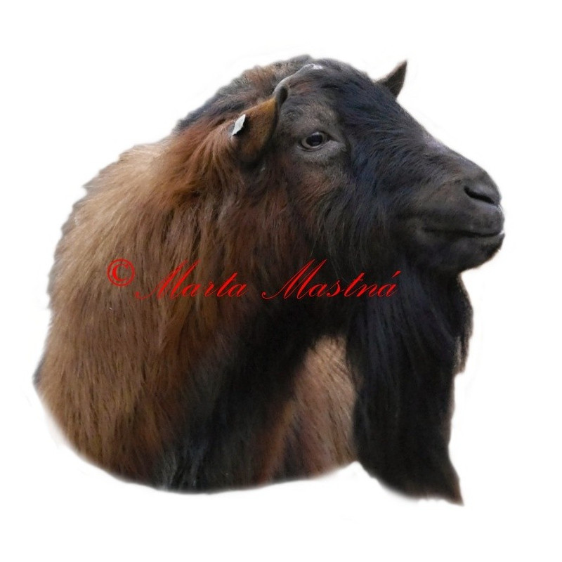 Samolepka kozel krátkosrstý hnědý