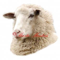 Samolepka ovce