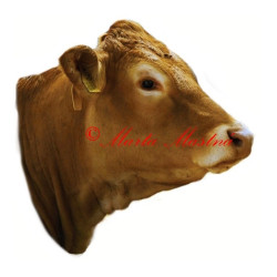 Samolepka skot, kráva, limousine