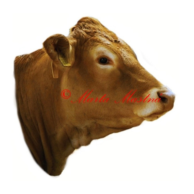 Samolepka skot, kráva, limousine