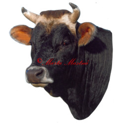Samolepka skot, kráva rohatá