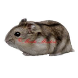 Samolepka křeček džungarský