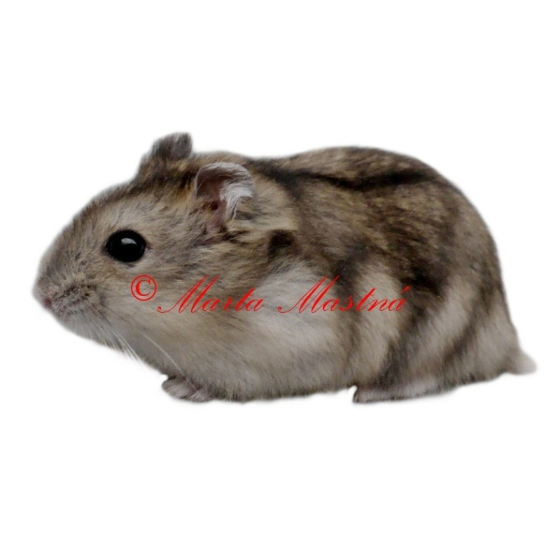Samolepka křeček džungarský