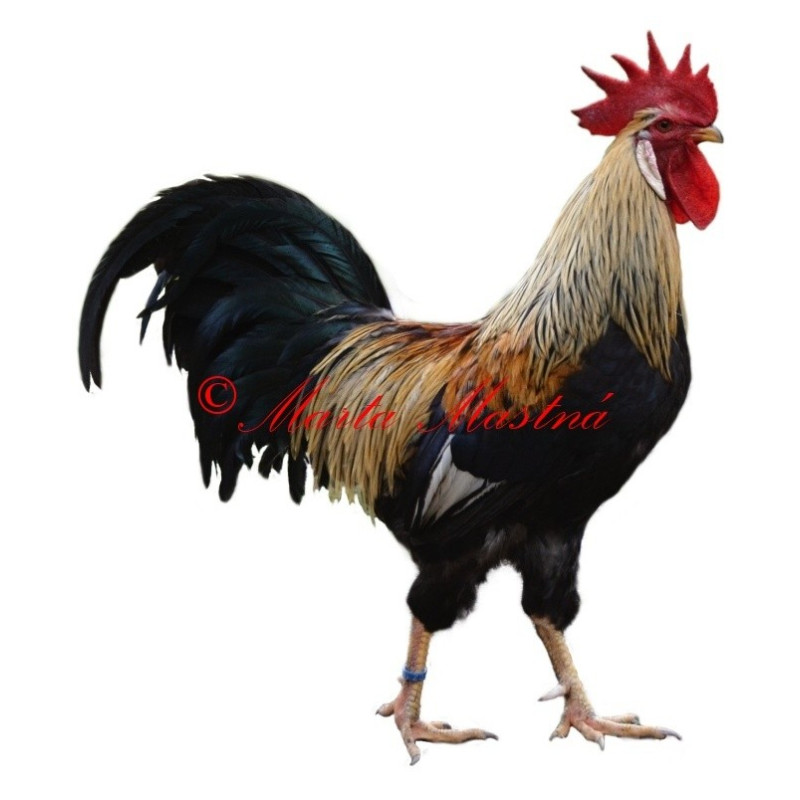 Samolepka drůbež, kohout vlaška
