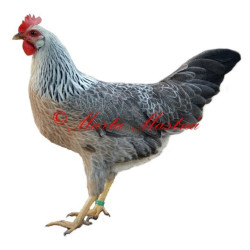 Samolepka drůbež, slepice vlaška