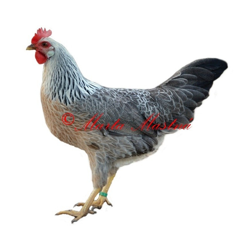 Samolepka drůbež, slepice vlaška