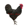 Samolepka drůbež, kohout australka