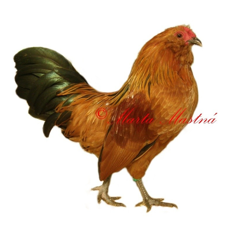Samolepka drůbež, kohout antverpský vousáč