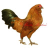 Samolepka drůbež, kohout antverpský vousáč