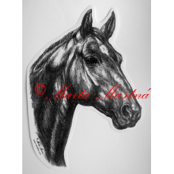 Samolepka kůň teplokrevník