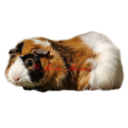 Samolepka morče rozeta