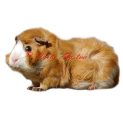 Samolepka morče rozeta